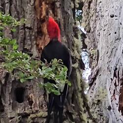 Woodpecker -- this guy was about a foot tall!