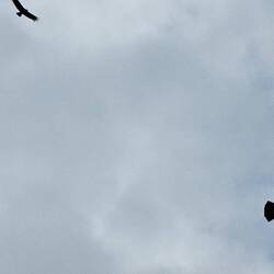 A few condors flying overhead.