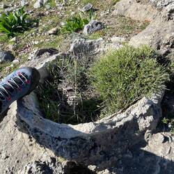 ..uhralte Baumstumpfe