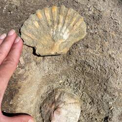 See-Igel versteinert