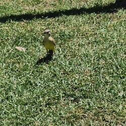 Bird in the museum gardens