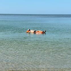 Joy Beach on Koh Jum island was a highlight.