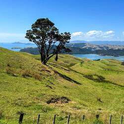 Irgendwie ist die Coromandel-Peninsula auch ein wenig eine Bay of Islands ...