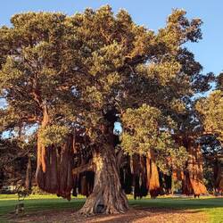 Ein Christmas Tree mit sogenannten Luftwurzeln - ist er nicht eine Augenweide?