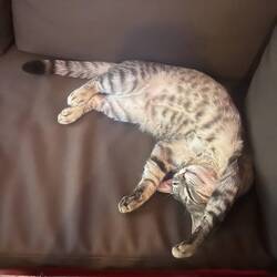 Mikaela, die Hostel Katze