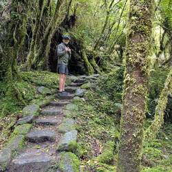 Hike to see Fox Glacier
