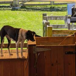 Amazingly well trained sheep dog demonstrated how she hears the sheep.