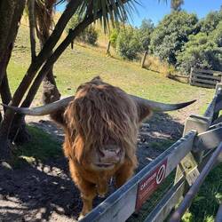 A shagged farm resident