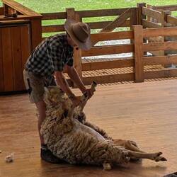Sheep shearing demo. Sheep go limp when you put them on their backs.