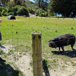 Local resident at the farm.
