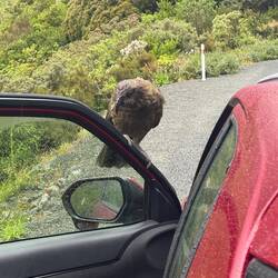 Keas are a bit cheeky and are always looking for food