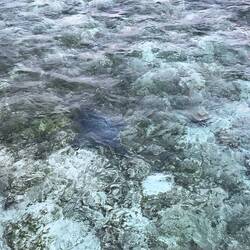 Goed kijken - zie je hem?