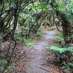 Unten dann purer Regenwald - was für ein Kontrast