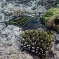 Blaustreifendoktorfisch