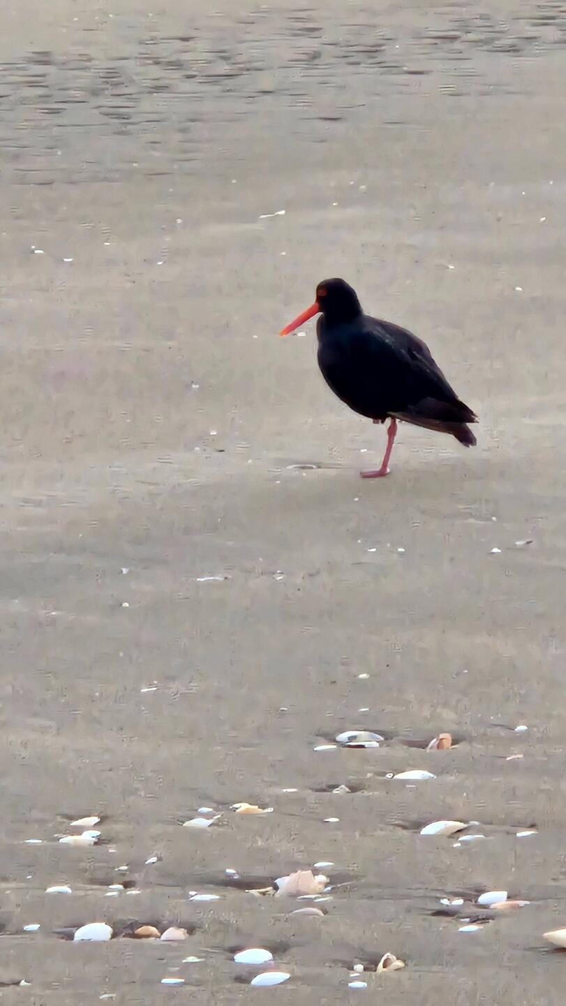 Tōrea Pango endangered birds