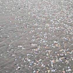 So many shells!