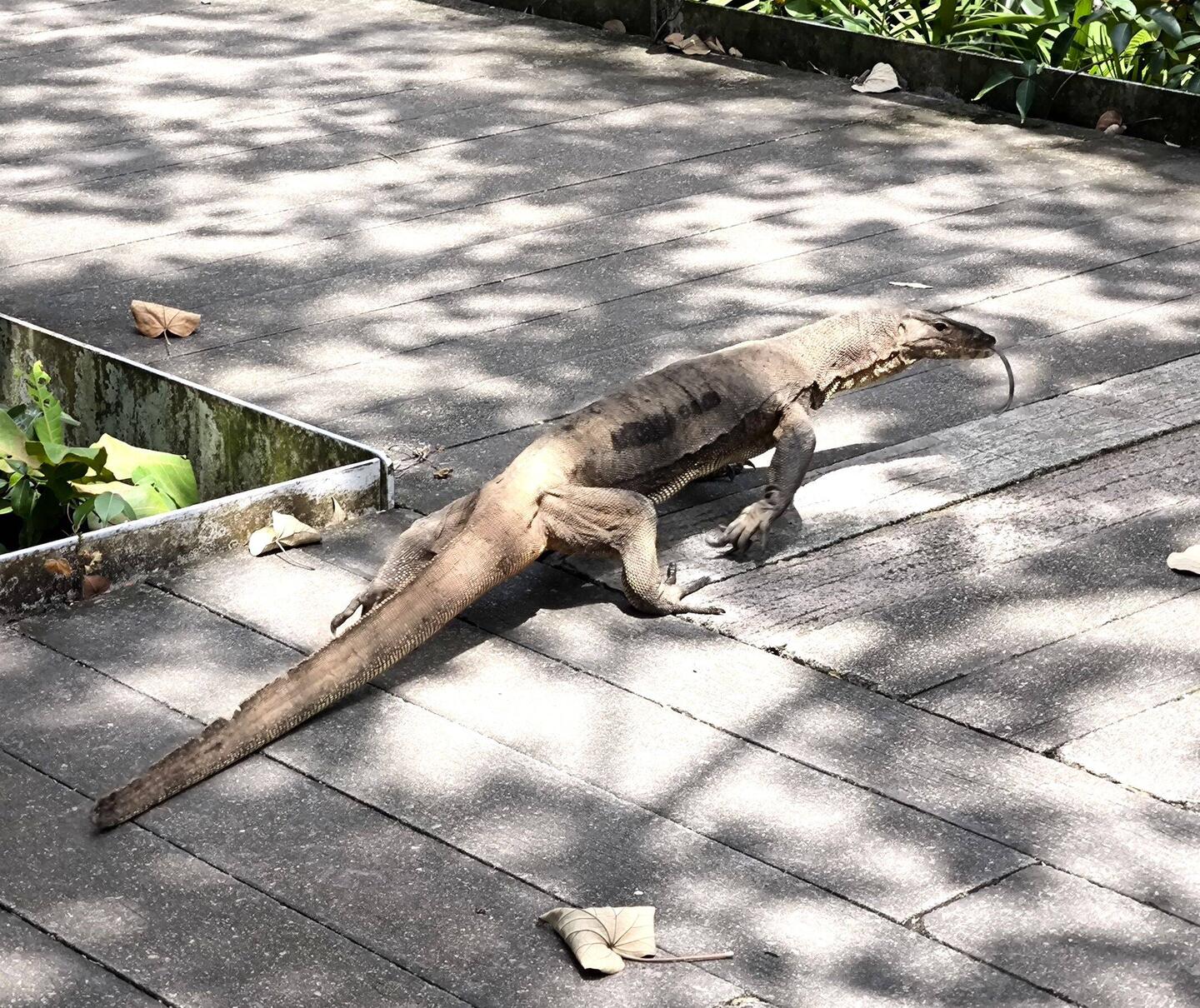 ein Waran auf unserem Weg