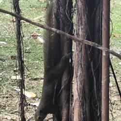 Das Schwarzstreifen-Schönhörnchen versucht, sich zu tarnen.