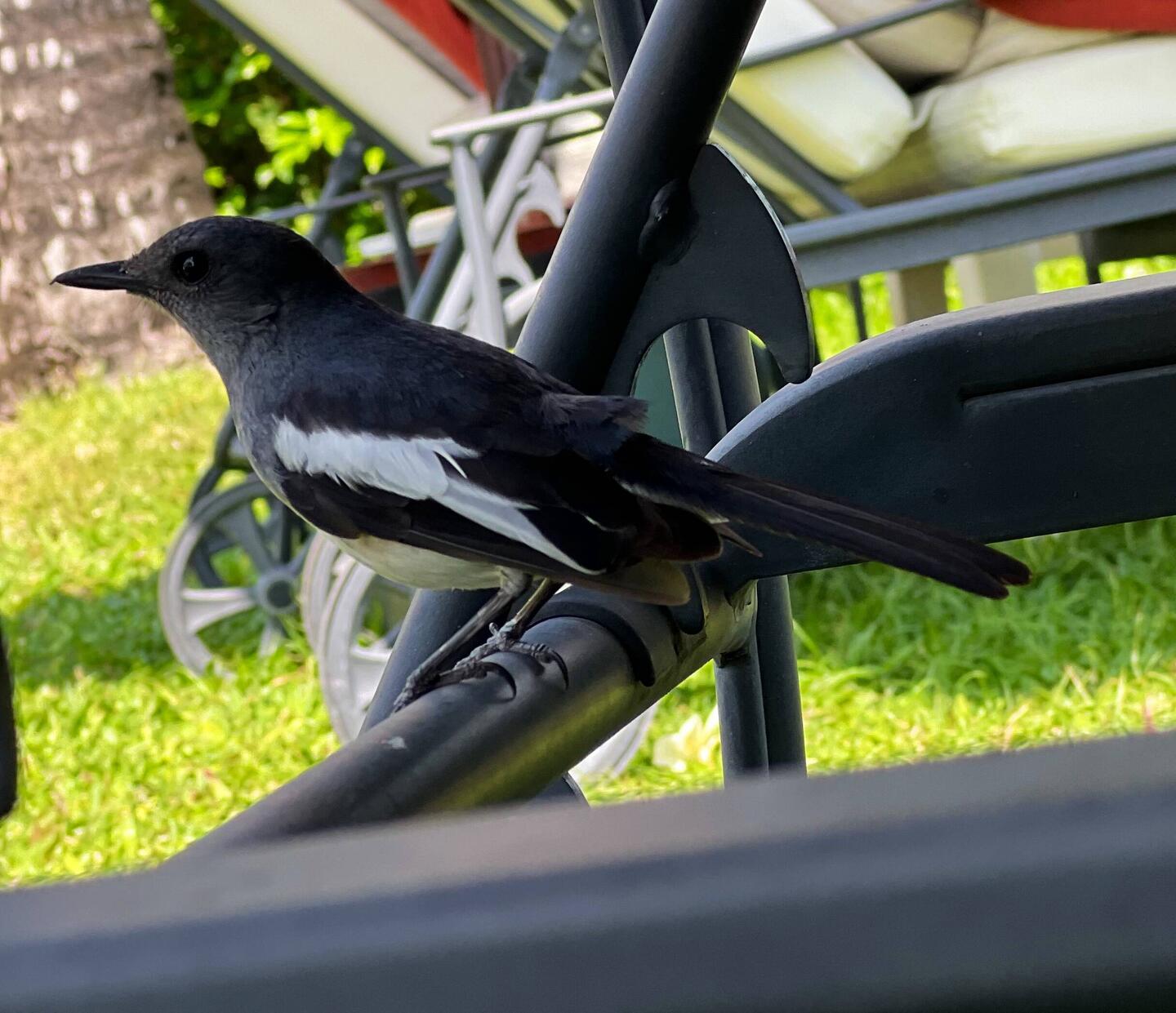 Besucher an der Sonnenliege⛱️