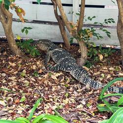 Lässt sich täglich blicken (🦎Waran)