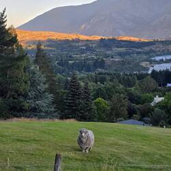 The neighbor's single sheep 😊