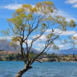 The famous Wanaka Tree