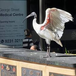 Ibisse gibt es überall in der Stadt