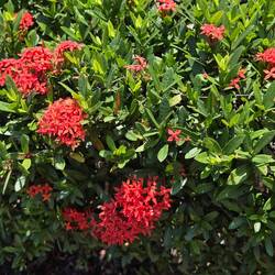 Géranium de la jungle ou flamme de la forêt