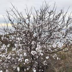 Die ersten Mandelbaumblüten