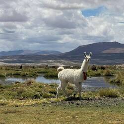 Wer wissen will warum Lamas so heißen fragt uns