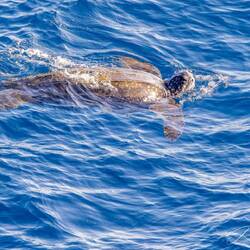 This Green Turtle was all by himself swimming next to the ship right before we entered the harbor