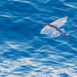 Flying fish are super cool