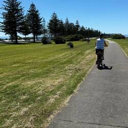 Norway Pine in New Zealand