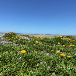 In 1908 a 6.9 mag earthquake devastated Napier but also created a great deal of new land