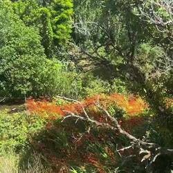 Beautiful wild orange crocosmia flowers. They are in the iris family