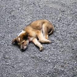 Das Hunde leben hier finde ich euserst interresant. Die habens gut hier