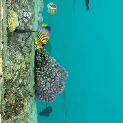 Und dann plötzlich am Hafenbecken: Riff an der Wand, völlig kostenlos 🤣😍