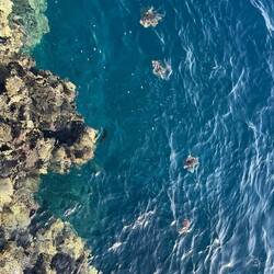 Feuerfische am Hausriff