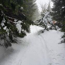 Heute gab's mühsame Etappen durch den Wald. Von Loipe kann da keine Rede sein.