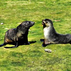 Juvenile Fur Seals Sparring