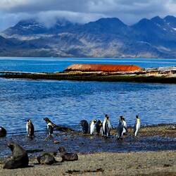 King Penguins