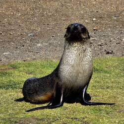 Juvenile Fur Seal