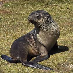Baby Fur Seal