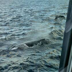 Whales From Dinner Table