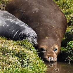Elephant Seal