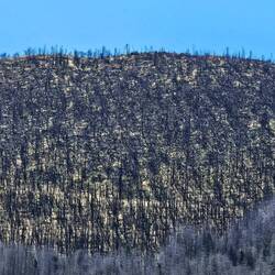 großflächiger Waldbrand