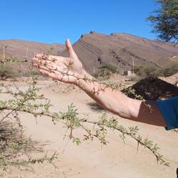 Akazienbaum mit seinen langen spitzen Dornen