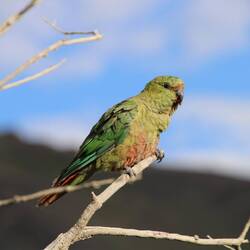 Austral Parakeet
