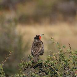 Long-tailed Meadowlark