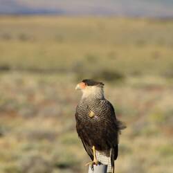 Crested Caracara